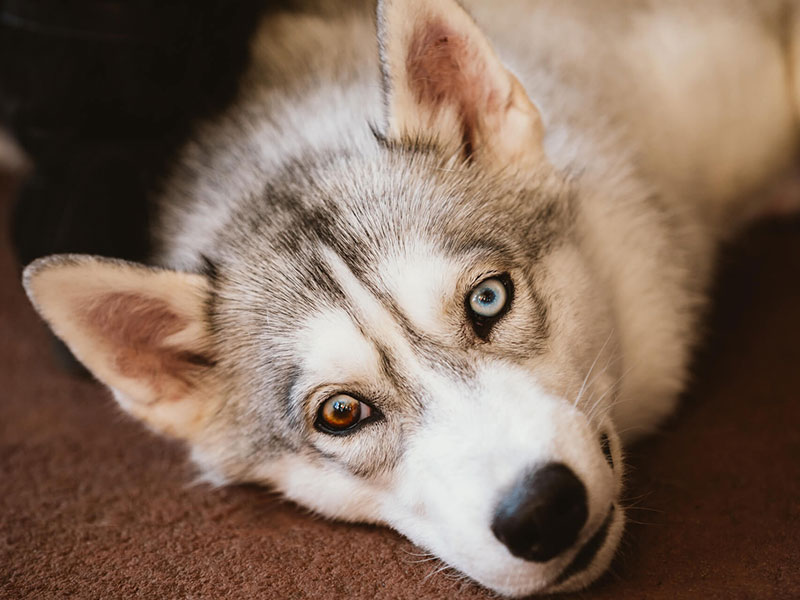 犬種図鑑 狼に似たクールな容姿でも性格は人懐っこい 飼い主が語るシベリアン ハスキーの生態 ペット保険はプリズムコール