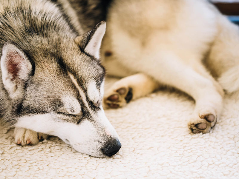 犬種図鑑 狼に似たクールな容姿でも性格は人懐っこい 飼い主が語るシベリアン ハスキーの生態 ペット保険はプリズムコール