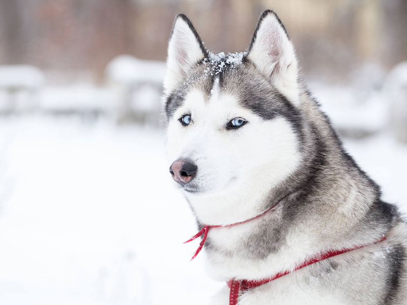 犬種図鑑 狼に似たクールな容姿でも性格は人懐っこい 飼い主が語るシベリアン ハスキーの生態 ペット保険はプリズムコール