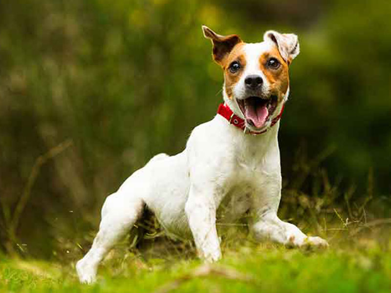 【犬種図鑑】ジャック・ラッセル・テリアの性格や特徴・飼い方について知ろう