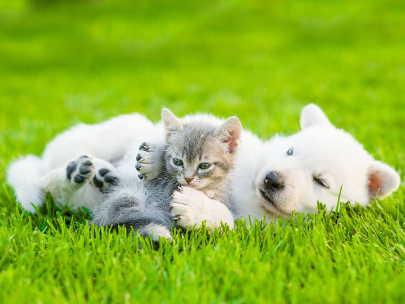 【獣医師監修】死亡率50％！ペットの熱中症について〜愛犬・愛猫の命を守るために〜