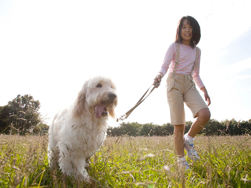 【獣医師監修】お散歩で健康維持！ 愛犬とのお散歩で気をつけたいこと