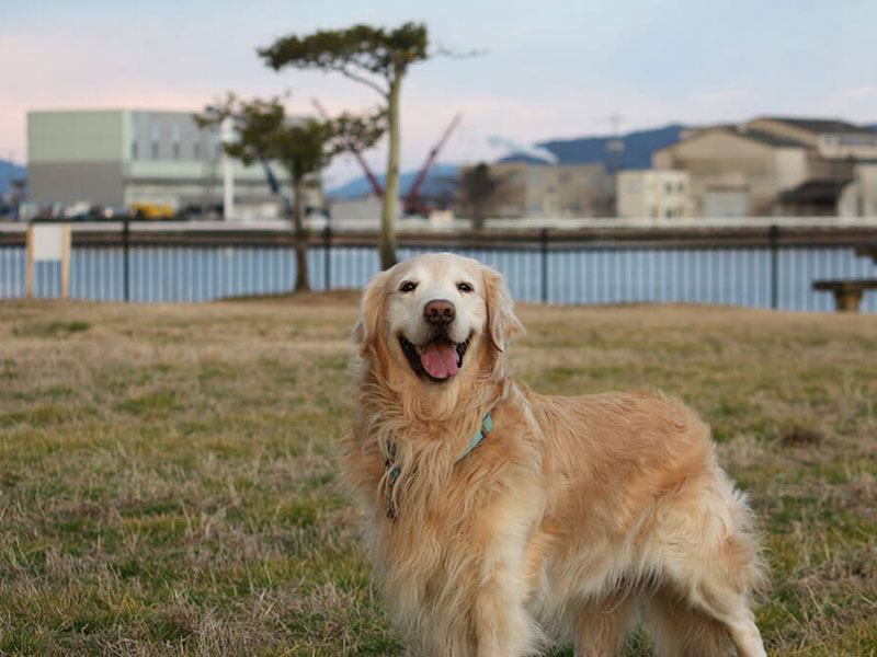 犬種図鑑 飼い主さんが語るゴールデン レトリーバーを飼った方がいい理由ー飼い主は見た ペット保険はプリズムコール