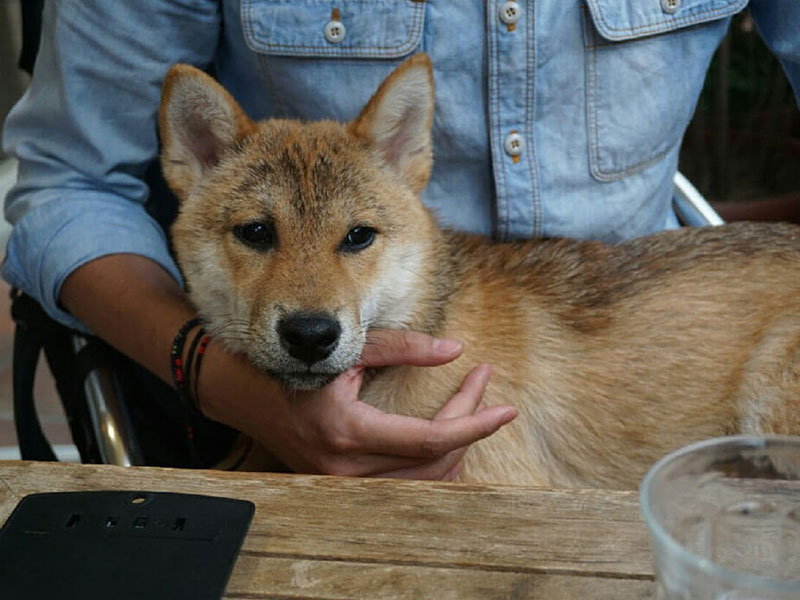 柴犬の性格