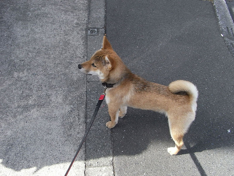 犬種図鑑 気高い精神とちょっと臆病な性格のギャップが魅力 本に載ってない柴犬の生態 ペット保険はプリズムコール