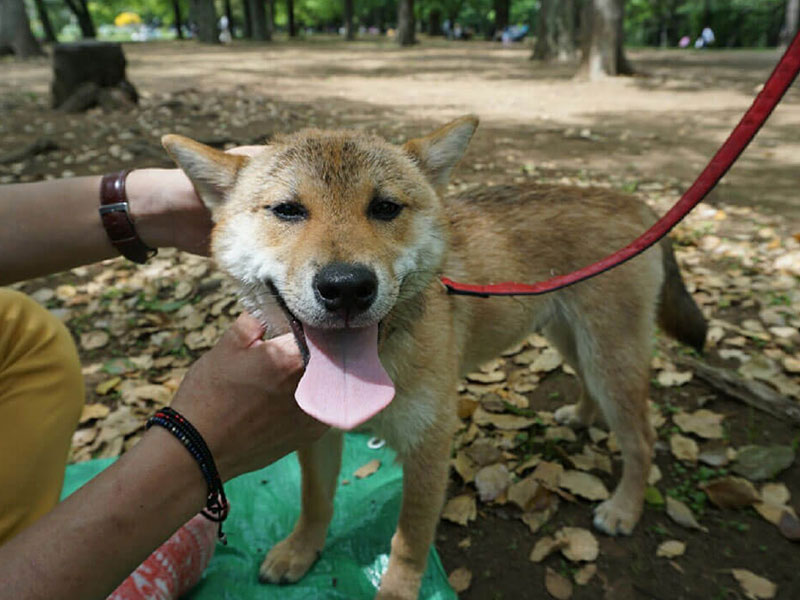 うちの柴犬は-散歩大好き