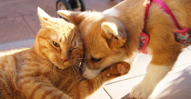 ペット保険 プリズムコール®の犬猫プラン