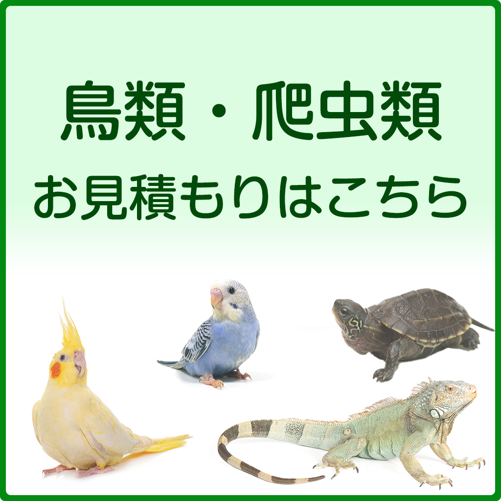 鳥、爬虫類プランのお見積り